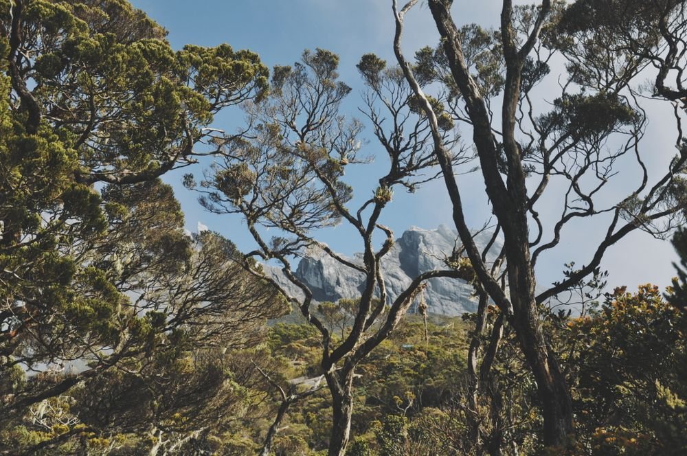 Bosque y monte Kinabalu en Borneo