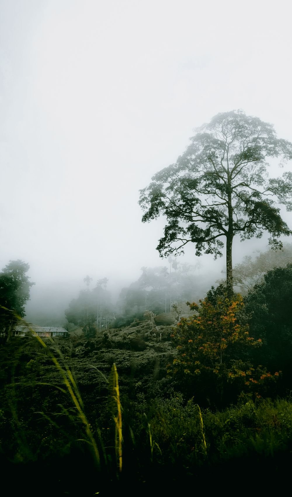 Campos de té entre la niebla en Sri Lanka