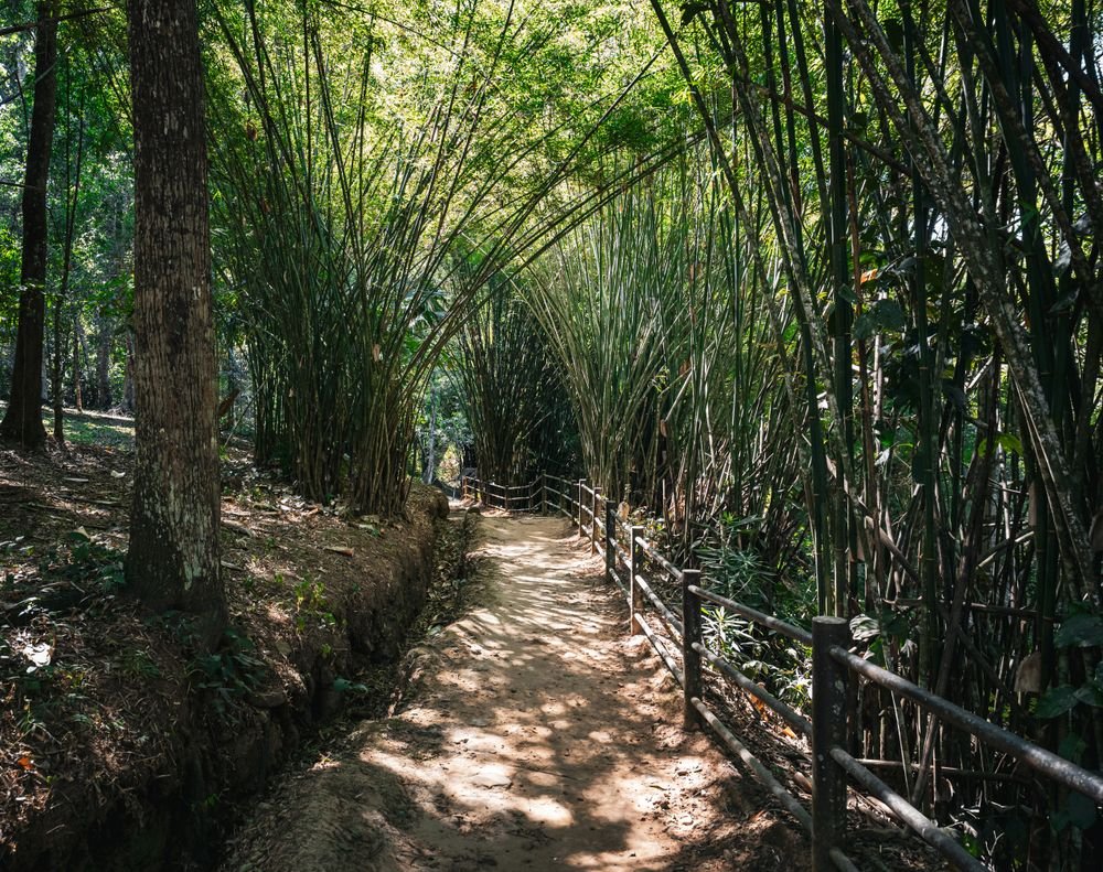 Camino entre bambú en Tailandia