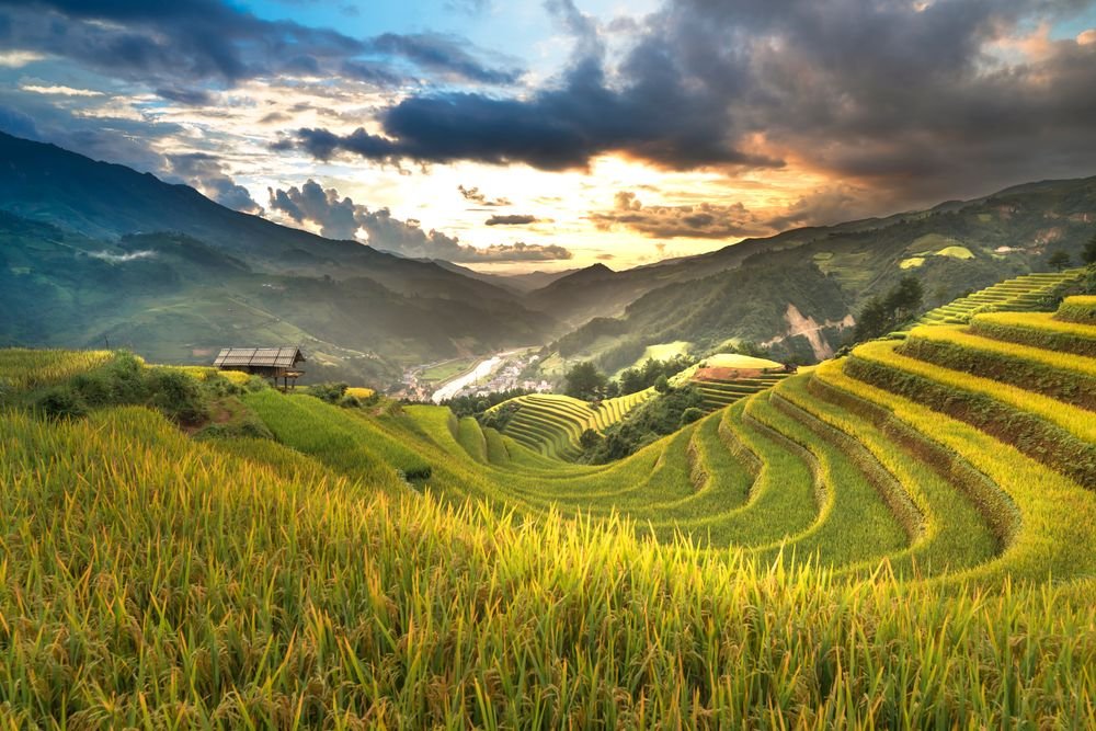 Arrozales en terrazas en Vietnam